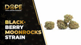 Black-Berry MoonRocks Strain: Flavour, Effects & Genetics