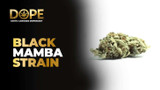 Black Mamba Strain Review | Flavor, Effects & Grow Guide