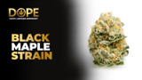 Black Maple Strain Review | Flavor, Effects & Grow Guide