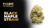 Black Maple Strain Review | Sweet Flavor & Effects