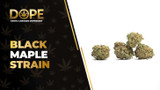 Black Maple Strain: Flavor, Effects, Genetics & THCA Flower