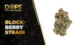 Block-Berry Strain: Flavor, Effects & THCA Flower Guide