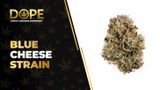 Blue Cheese Strain: Flavor, Effects & THCA Flower