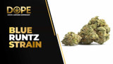 Blue Runtz Strain Review | Sweet Berry Flavor & Effects