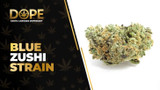 Blue Zushi Strain Review: Flavor, Effects & Potency