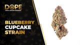 Blueberry Cupcake Strain: Flavor, Effects & Genetics