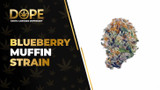 Blueberry Muffin Strain: Flavor, Effects & Genetics