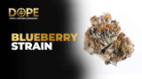 Blueberry Strain 2025: Taste, Effects & Grow Tips