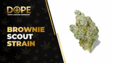 Brownie Scout Strain: Chocolate Flavor, Effects & Genetics
