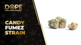 Candy Fumez Strain Review: Flavor, Effects & Potency