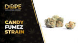 Candy Fumez Strain Review: Flavor, Effects & Potency