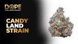 Candy Land Strain Review | Sweet Flavor & Uplifting Effects