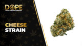 Cheese Strain Review: Skunky Aroma & Relaxing Effects