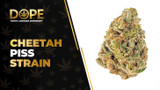 Cheetah Piss Strain Review: Flavor, Effects & Potency