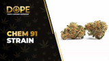 Chem 91 Strain Review: Effects, Flavor & Growing Guide