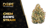 Chem Dawg Strain Review: Effects, Flavor & THC Guide
