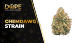 Chemdawg Strain: Flavor, Effects, Genetics & THCA Flower
