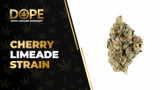 Cherry Limeade Strain: Flavor, Effects & THCA Flower