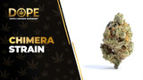 Chimera Strain Review: Flavor, Effects & THC Potency
