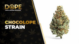 Chocolope Strain Review: Chocolate Flavor & Energy