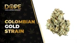 Colombian Gold Strain Review: Classic Sativa Energy