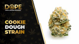 Cookie Dough Strain Review: Flavor, Effects & Genetics