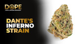 Dante’s Inferno Strain Info and Review | Dope THC