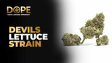 Devil’s Lettuce Strain Review | Effects, Flavor & Grow