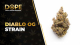 Diablo OG Strain Review: Potent Indica & Kush Flavour