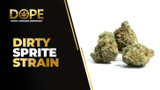 Dirty Sprite Strain Review | Grape Flavor & Effects