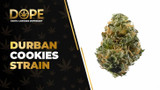 Durban Cookies Strain Review: Flavor, Effects & THC