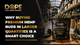 Why Buying Premium Hemp Buds in Larger Quantities Is a Smart Choice