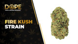 Fire Kush Strain: Genetics, Effects, Flavor & THCA Flower