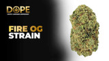 Fire OG Strain 2025 Guide: Flavor, Effects & Growing Tips