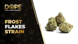 Frost Flakes Strain: Flavor, Effects & THCA Flower Guide