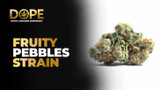 Fruity Pebbles Strain Review | Flavor, Effects & Grow