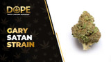 Gary Satan Strain: Flavor, Effects, Genetics & THCA Flower