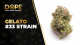 Gelato #33 Strain Review: Flavor, Effects & Potency