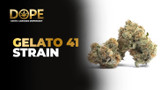 Gelato 41 Strain: Flavor, Effects, THC & Growing Guide