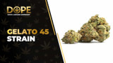 Gelato 45 Strain Review: Flavor, Effects & THC Guide