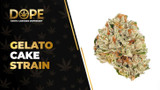 Gelato Cake Strain Review: Flavor, Effects & THC Guide