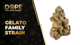 Gelato Family Strain Review: Flavor, Effects & Genetics
