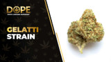 Gelatti Strain Review: Flavor, Effects & Potency Guide