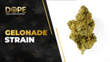 Gelonade Strain Review: Citrus Flavor & Uplifting High
