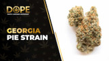 Georgia Pie Strain Review: Flavor, Effects & THC Guide