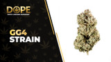 GG4 Strain: THCA Powerful Flower with Infamous Effects.