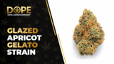 Glazed Apricot Gelato Strain Review & Effects Guide