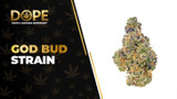 God Bud Strain: Flavor, Effects & THCA Flower Guide