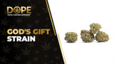 God's Gift Strain: Flavor, Effects, Genetics & THCA