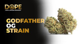 Godfather OG Strain Review | Flavor, Effects, THC Levels & Grow Guide